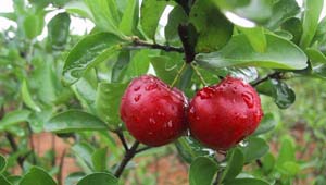 Os Benefícios da Vitamina C