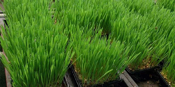 Os 10 Alimentos Naturais mais Ricos em Beta Caroteno ou Vitamina Os 10 Alimentos Naturais mais Ricos em Beta Caroteno ou Vitamina