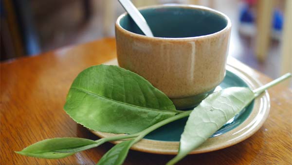 QUIZ os Chás Medicinais e suas propriedades Curativas